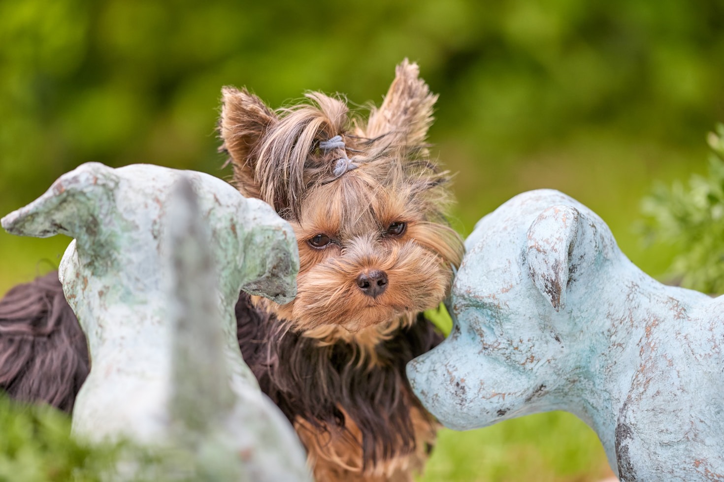 Os Acessórios Mais Criativos para Seu Pet
